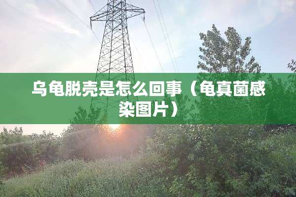 乌龟脱壳是怎么回事（龟真菌感染图片）