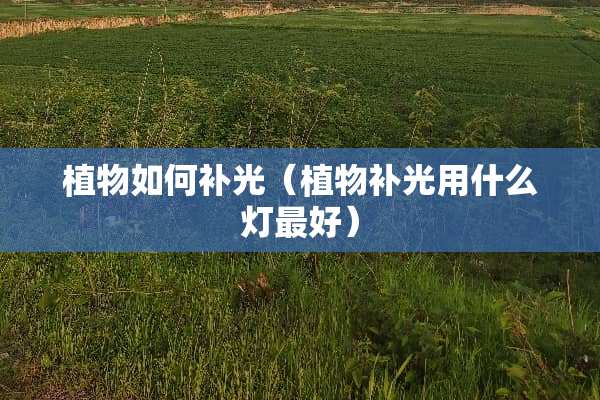 植物如何补光（植物补光用什么灯最好）