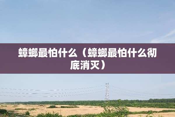 蟑螂最怕什么（蟑螂最怕什么彻底消灭）