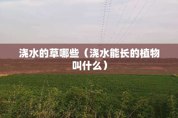 浇水的草哪些（浇水能长的植物叫什么）
