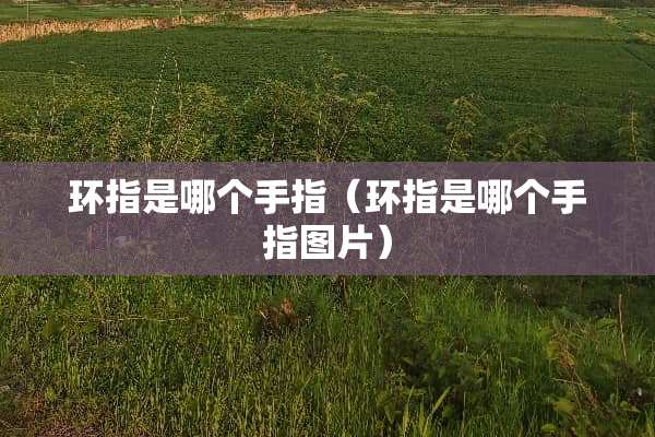 环指是哪个手指（环指是哪个手指图片）