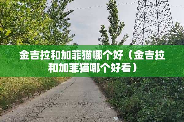 金吉拉和加菲猫哪个好（金吉拉和加菲猫哪个好看）