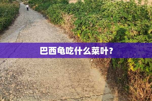 巴西龟吃什么菜叶？