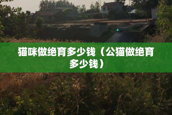 猫咪做绝育多少钱（公猫做绝育多少钱）