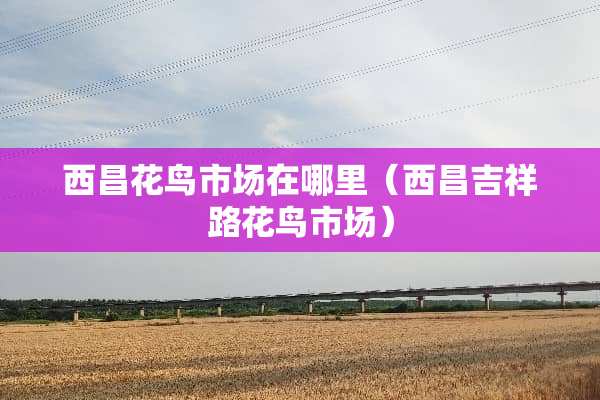 西昌花鸟市场在哪里（西昌吉祥路花鸟市场）