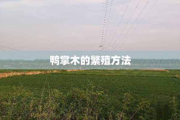 鸭掌木的繁殖方法