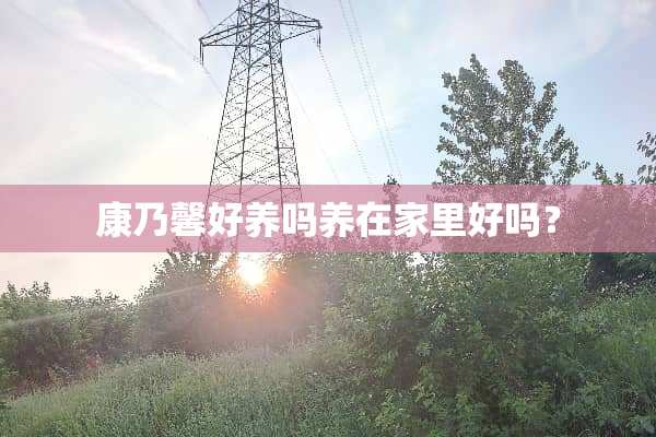 康乃馨好养吗养在家里好吗？