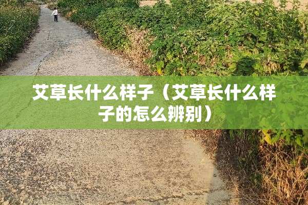 艾草长什么样子（艾草长什么样子的怎么辨别）