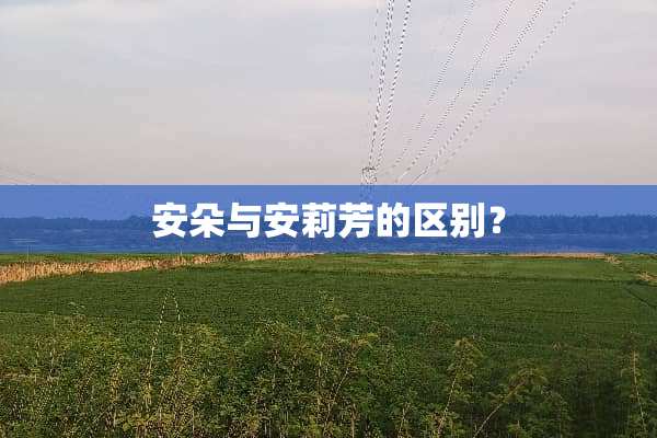 安朵与安莉芳的区别？