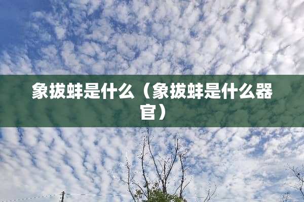 象拔蚌是什么（象拔蚌是什么**）
