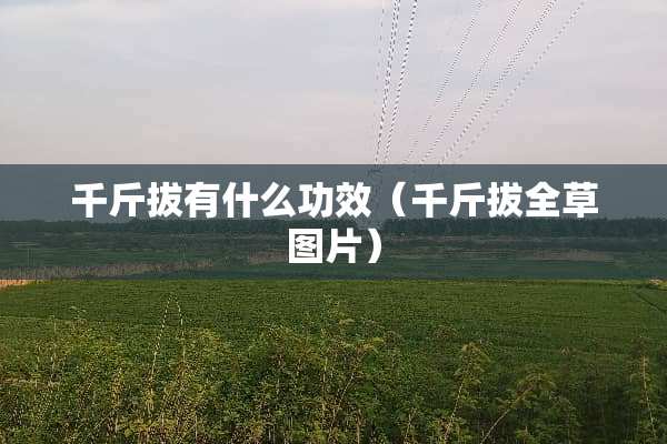 千斤拔有什么功效（千斤拔全草图片）