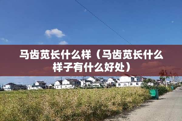 马齿苋长什么样（马齿苋长什么样子有什么好处）