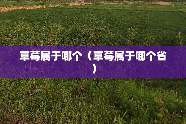 草莓属于哪个（草莓属于哪个省）