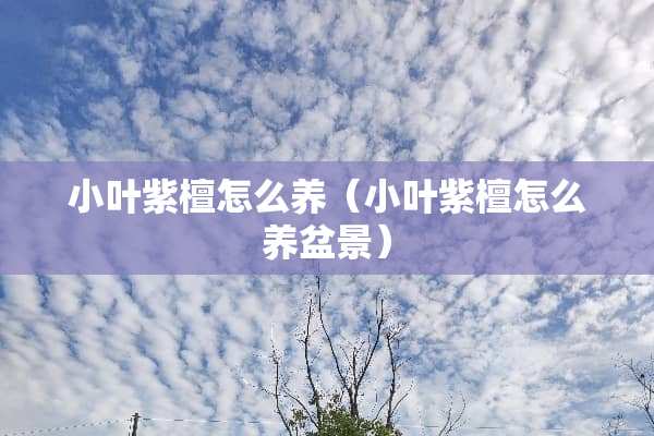 小叶紫檀怎么养（小叶紫檀怎么养盆景）