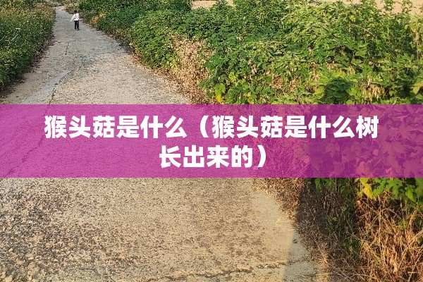 猴头菇是什么（猴头菇是什么树长出来的）