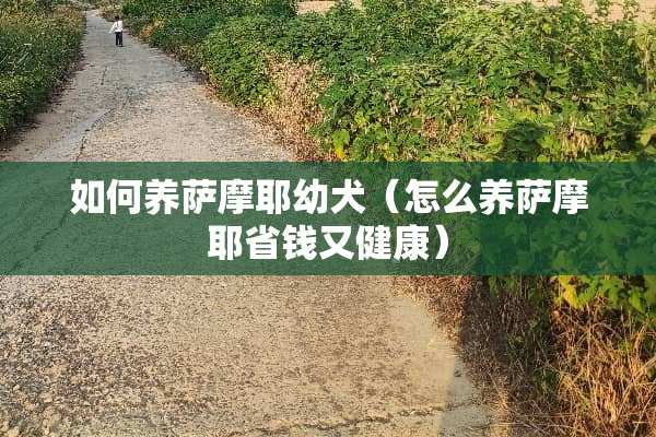 如何养萨摩耶幼犬（怎么养萨摩耶省钱又健康）