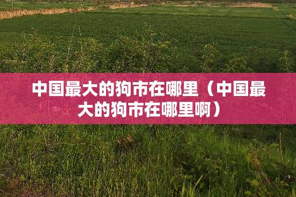 中国最大的狗市在哪里（中国最大的狗市在哪里啊）