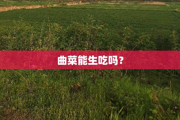 曲菜能生吃吗？