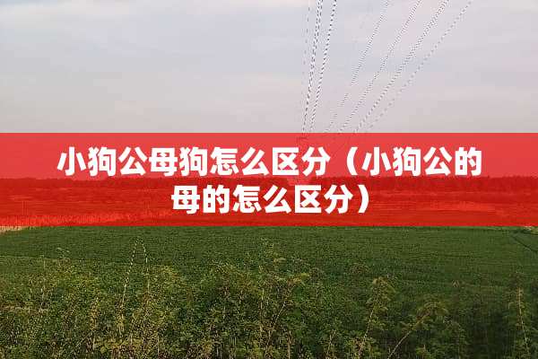 小狗公母狗怎么区分（小狗公的母的怎么区分）