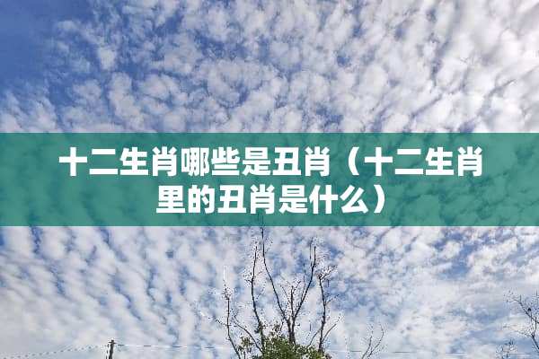 十二生肖哪些是丑肖（十二生肖里的丑肖是什么）