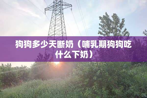 狗狗多少天断奶（哺*期狗狗吃什么下奶）