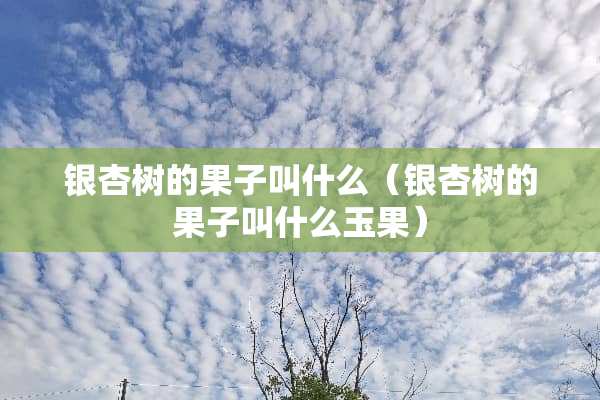 银杏树的果子叫什么（银杏树的果子叫什么玉果）