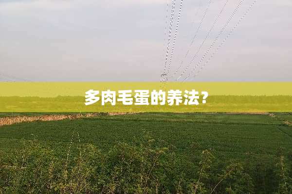 多肉毛蛋的养法？