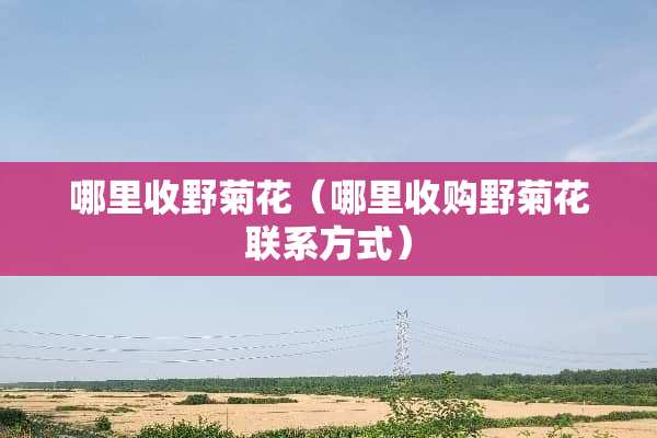 哪里收野菊花（哪里收购野菊花联系方式）