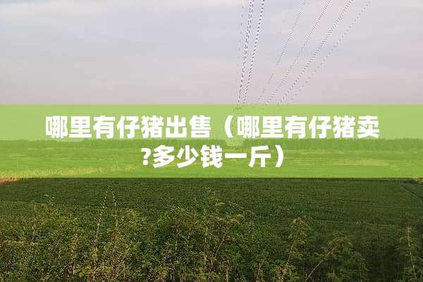 哪里有仔猪出售（哪里有仔猪卖?多少钱一斤）