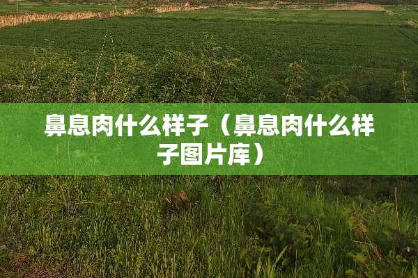 鼻息肉什么样子（鼻息肉什么样子图片库）