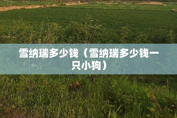 雪纳瑞多少钱（雪纳瑞多少钱一只小狗）