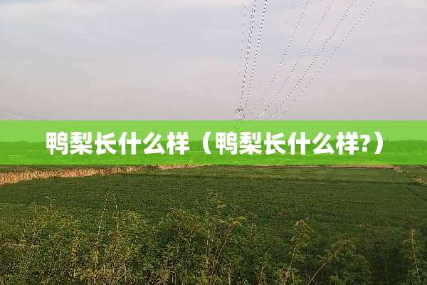 鸭梨长什么样（鸭梨长什么样?）