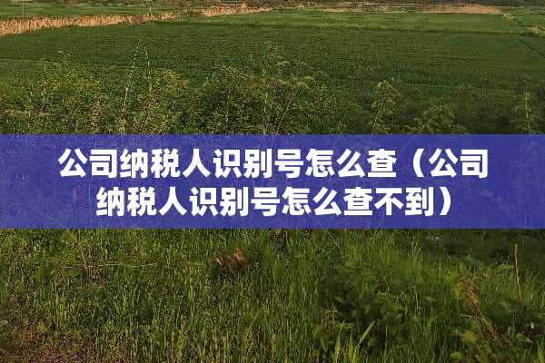 公司纳税人识别号怎么查（公司纳税人识别号怎么查不到）