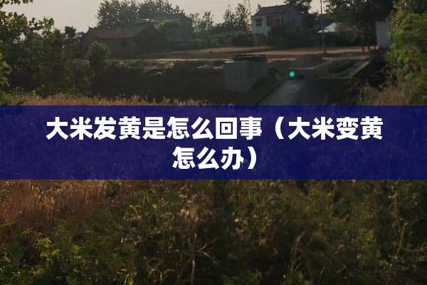 大米发黄是怎么回事（大米变黄怎么办）
