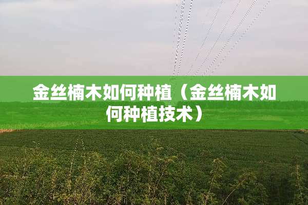 金丝楠木如何种植（金丝楠木如何种植技术）