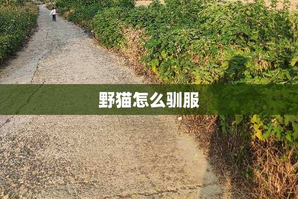 野猫怎么驯服