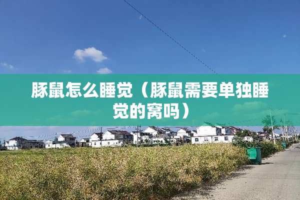豚鼠怎么睡觉（豚鼠需要单独睡觉的窝吗）