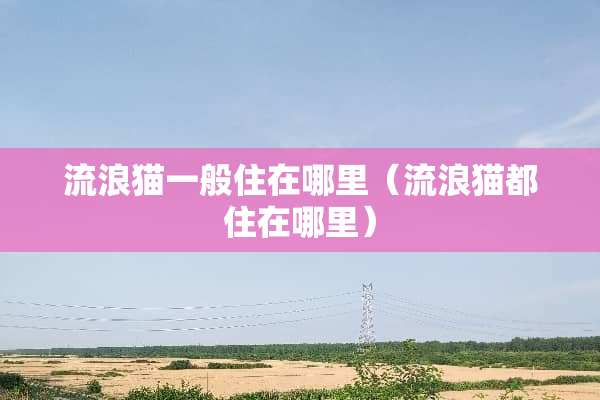 流浪猫一般住在哪里（流浪猫都住在哪里）