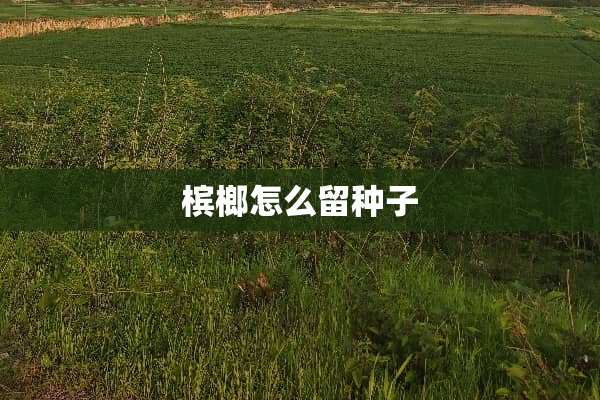 槟榔怎么留种子