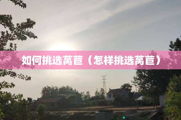 如何挑选莴苣（怎样挑选莴苣）