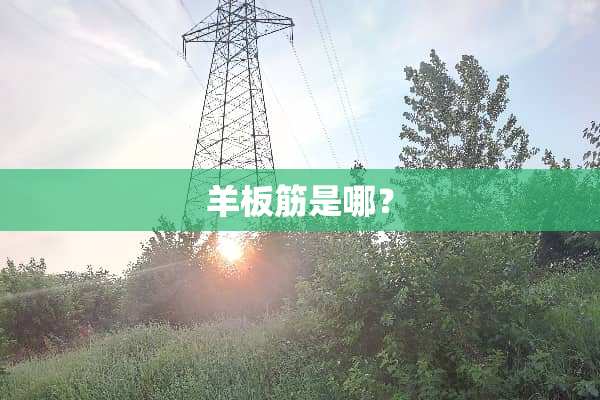 羊板筋是哪？