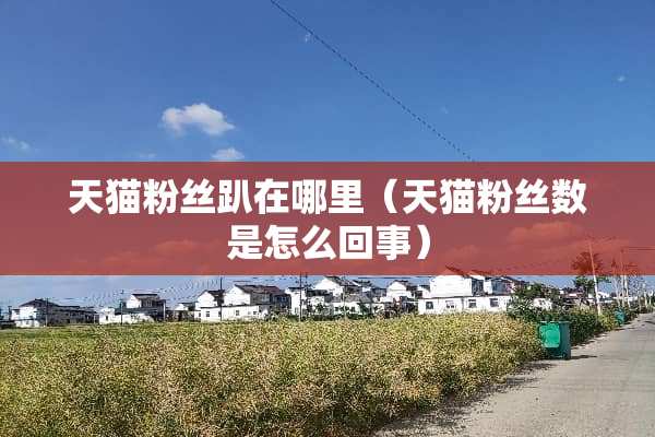 天猫粉丝趴在哪里（天猫粉丝数是怎么回事）