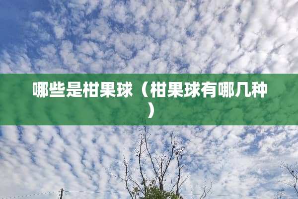 哪些是柑果球（柑果球有哪几种）