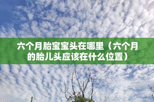 六个月胎宝宝头在哪里（六个月的胎儿头应该在什么位置）