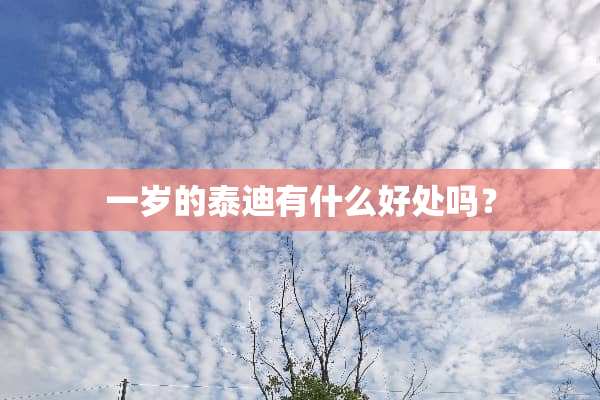 一岁的泰迪有什么好处吗？