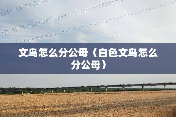 文鸟怎么分公母（白色文鸟怎么分公母）