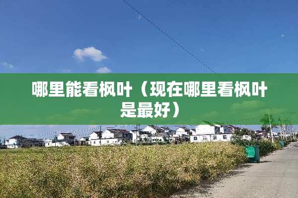 哪里能看枫叶（现在哪里看枫叶是最好）