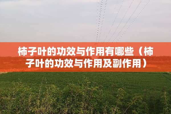 柿子叶的功效与作用有哪些（柿子叶的功效与作用及副作用）