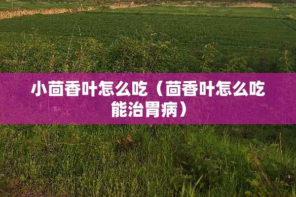 小茴香叶怎么吃（茴香叶怎么吃能治胃病）