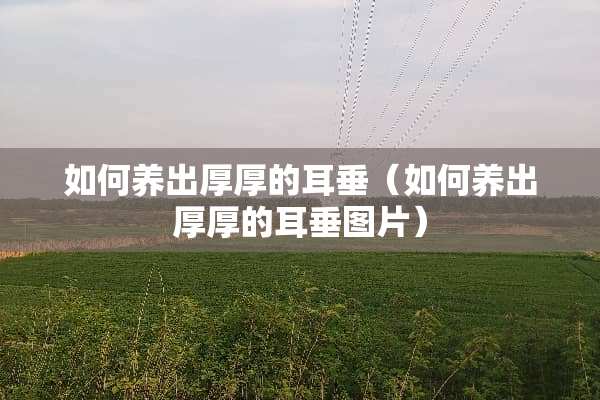 如何养出厚厚的耳垂（如何养出厚厚的耳垂图片）